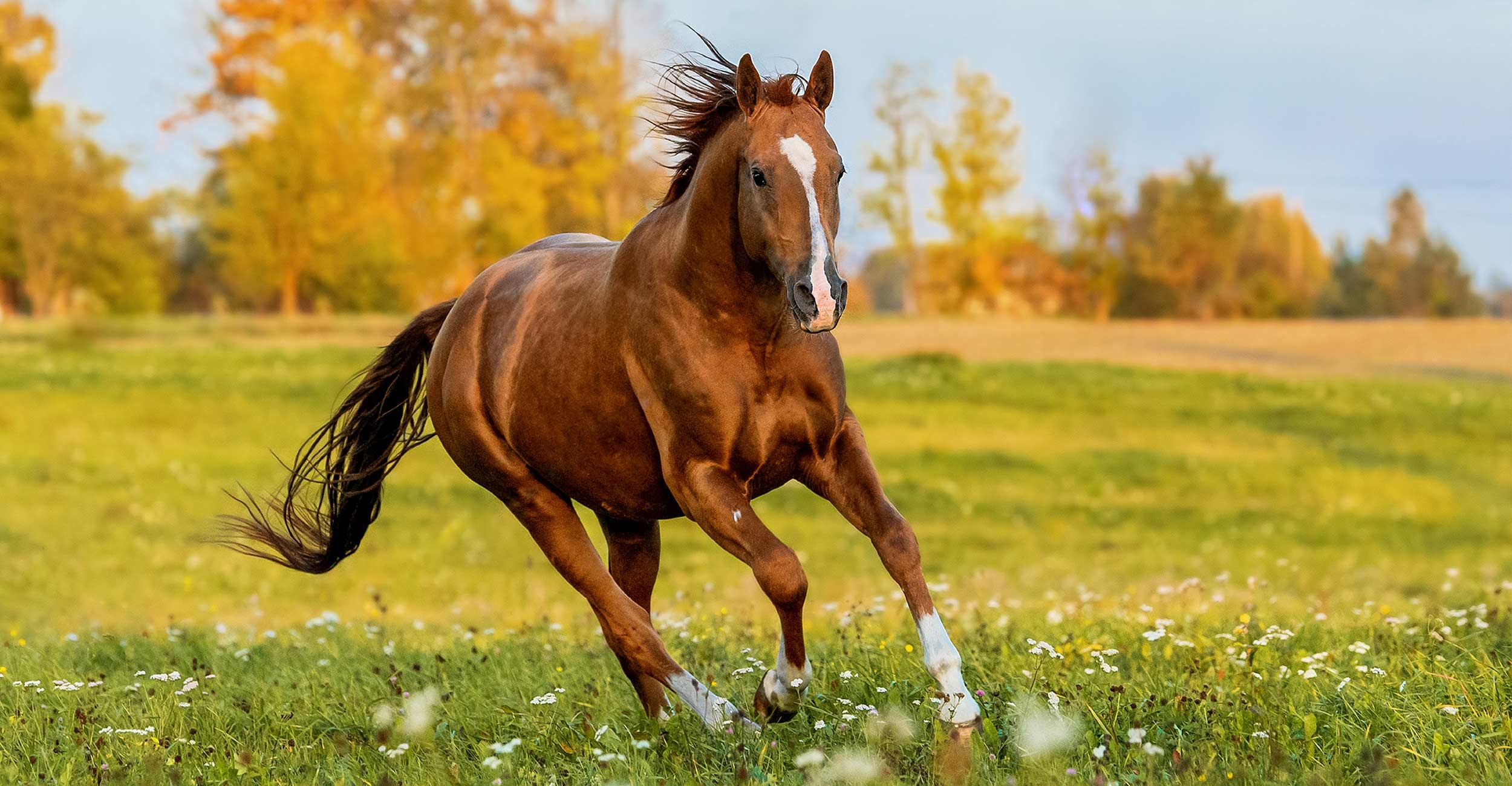 Immagine animale